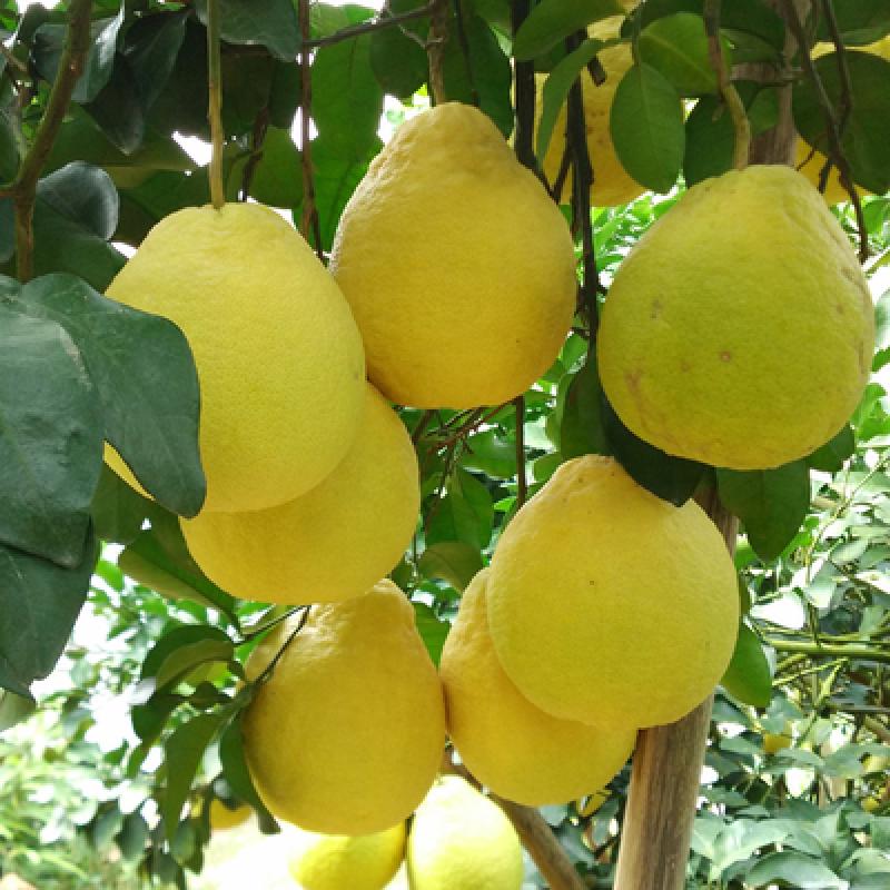 嫁接柚子树苗 红心蜜柚沙田柚三红柚 庭院阳台盆栽地栽果树苗 南方