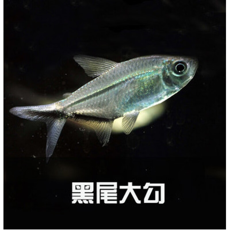 黑尾大勾魚玫瑰扯旗燈科魚草缸魚群游魚小型魚熱帶魚觀賞魚淡水魚 2-2.5cm黑尾大勾30只 +3只防損