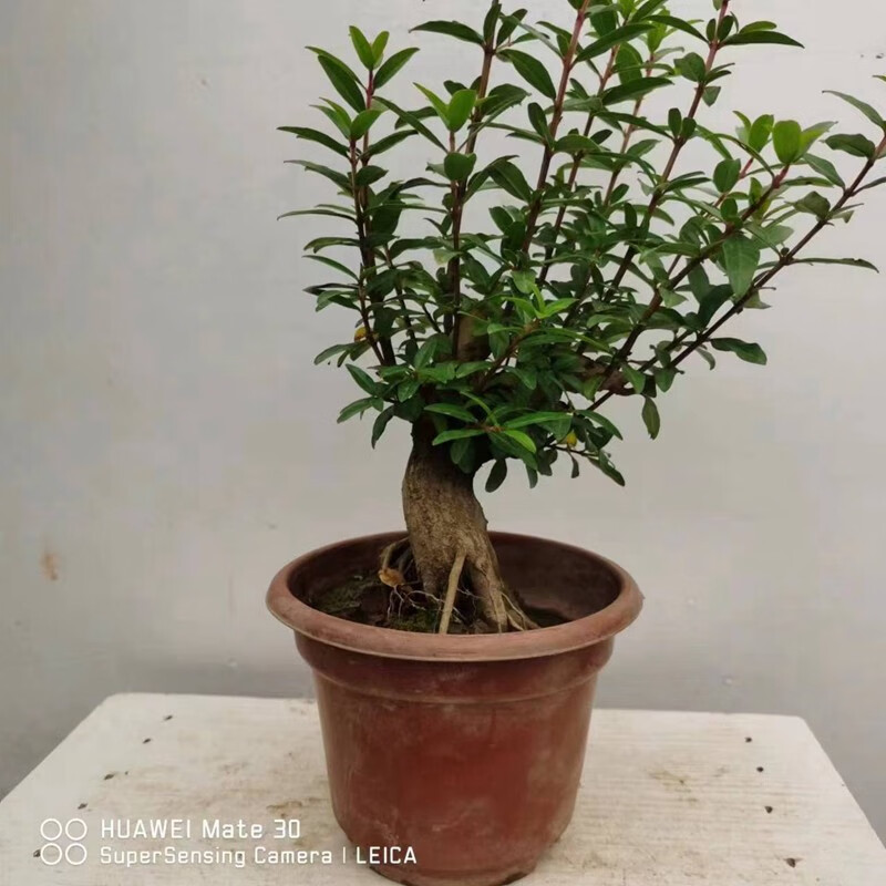 倾颜石榴树苗结果盆景提根造型树桩园艺微小老桩园艺花卉植物矮霸盆栽