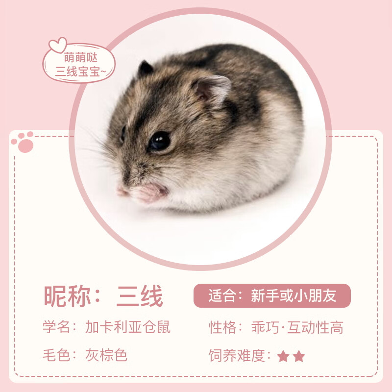 朵芮蜜家养宠物小仓鼠活物侏儒三线银狐老公公金丝熊宝宝鼠 精品三线