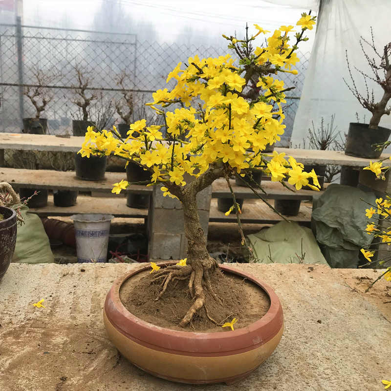 墨耘苍苗盆栽别墅庭院墙爬藤花卉耐寒四季探春话垂吊盆景花园植物