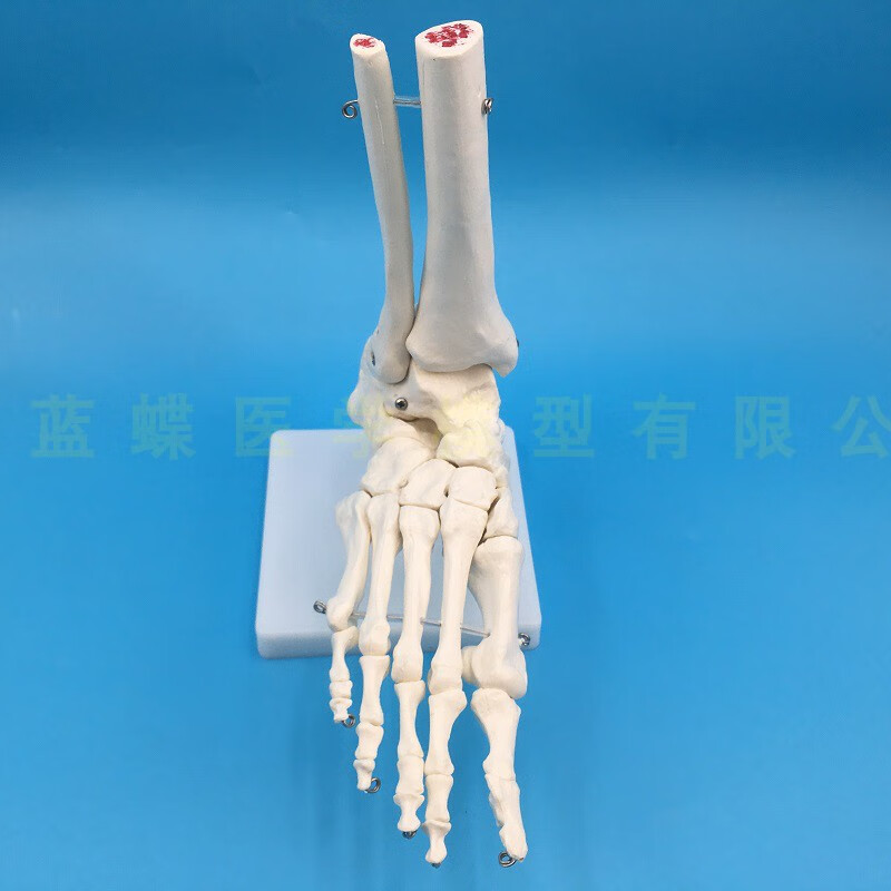 脚掌骨骼模型 足骨模型 成人脚掌关节功能模型 人体脚关节附韧带 脚