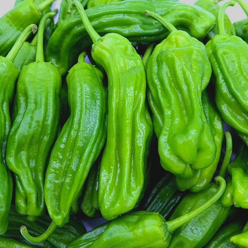 新鲜青椒薄皮椒虎皮青辣椒农家自种大菜椒蔬菜 3斤