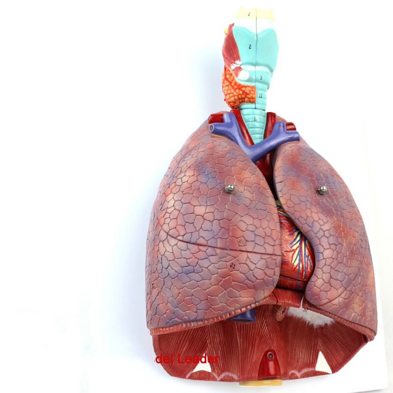 医学人体喉心肺解剖模型呼吸心脏模型耳鼻喉胸外科 心脏模型 呼吸 型