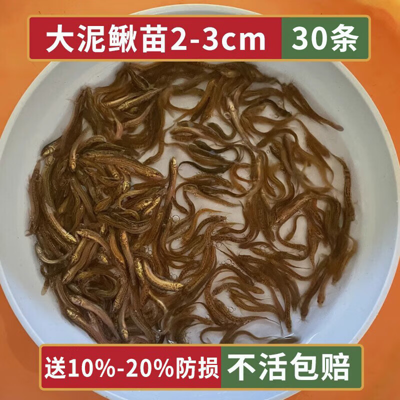 泥鳅苗观赏鱼圆鳅水族活体喂食饲料鱼鲜活饵台鳅乌龟淡水鱼苗 泥鳅2
