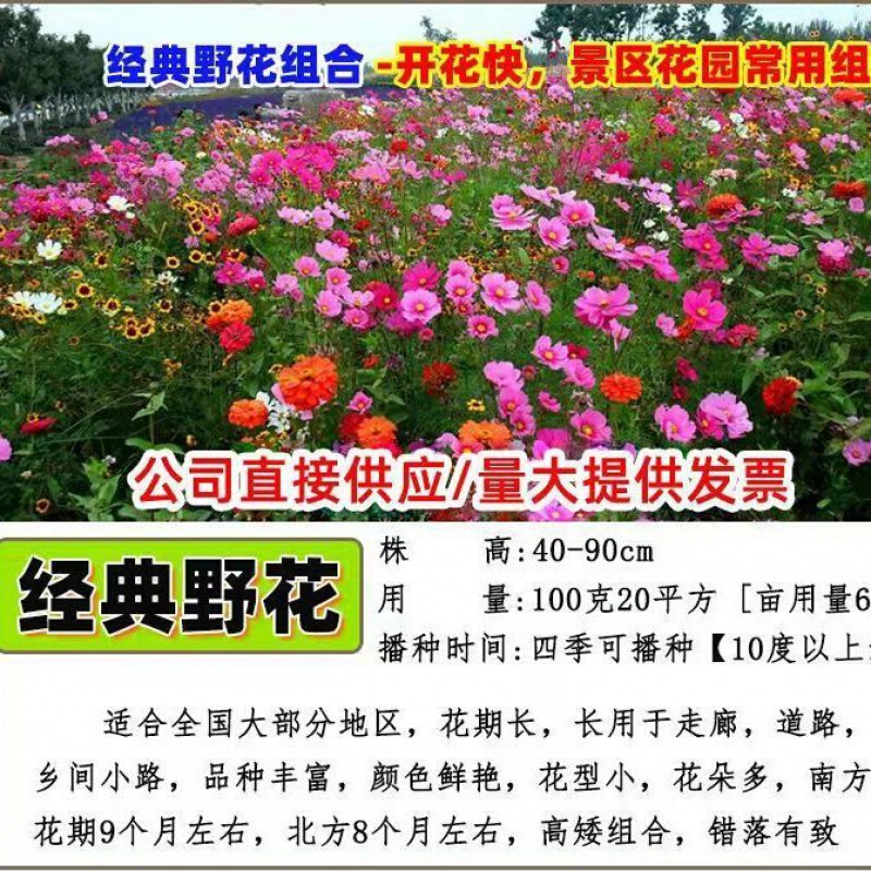 萌蕴(mengyun) 花籽 耐寒多年生野花组合种子波斯菊花籽室外易养活四