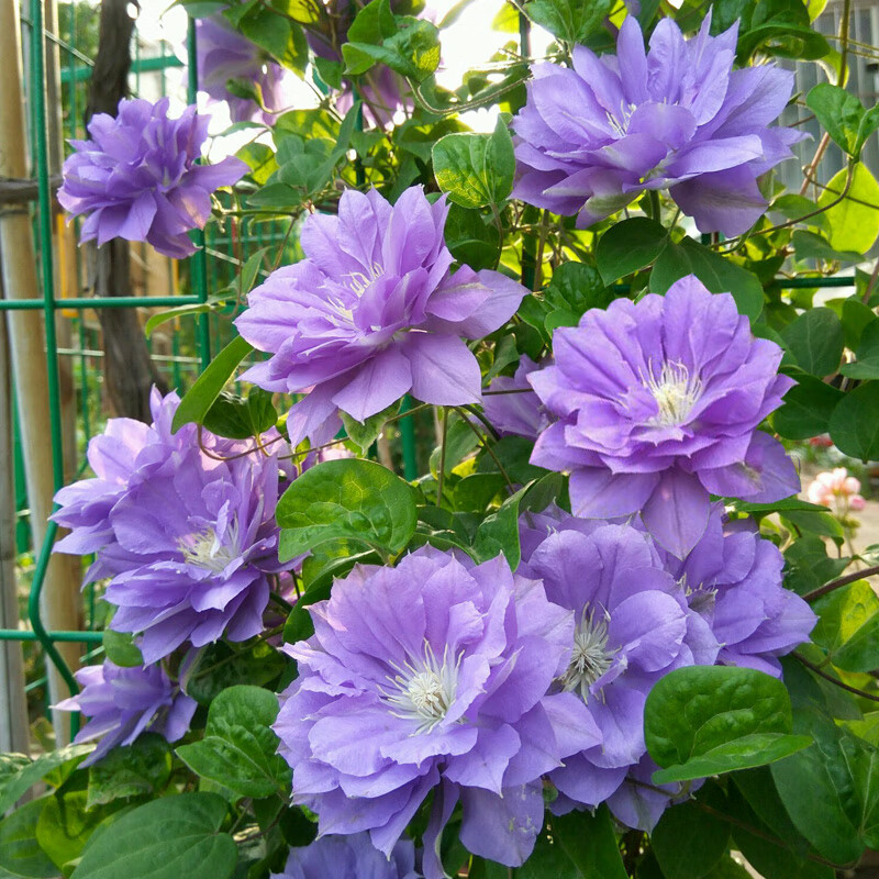 1米高大苗铁线莲爬藤绿植物盆栽乌托邦重瓣大花阳台庭院攀援花卉 圆空