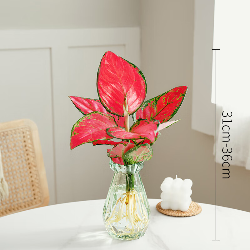 文枝水培竹芋办公桌好养四季常青绿植室内水养红如意净化空气植物春羽