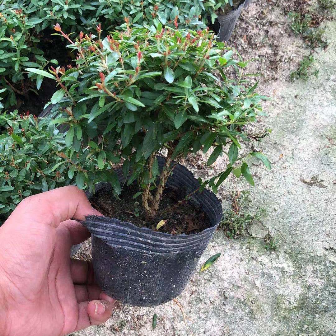 涞思芊四季开花石榴花盆栽果树苗带花带果室内阳台盆景绿植花石榴树