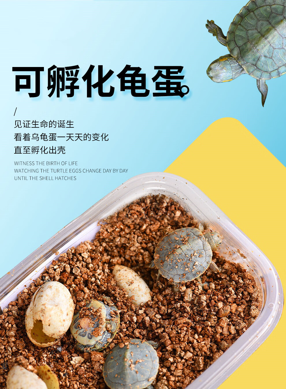 乌龟受精蛋可孵化活体中华草龟活物龟学生孵化蛋 可孵化龟蛋1个送孵化