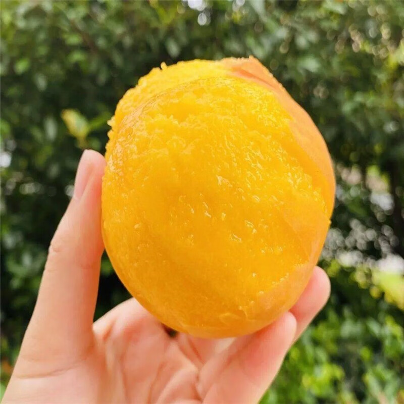 桃树树苗大果黄金蜜桃子苗盆栽地栽庭院阳台果树苗 粗度3公分大桃苗