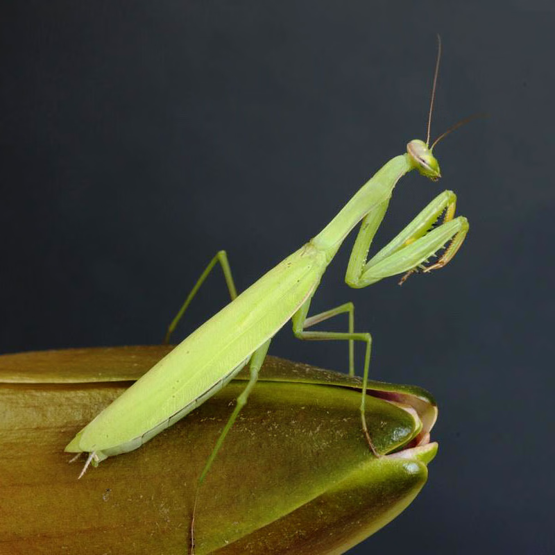 菱背枯叶螳螂华大刀螳螂幼体个性爬虫宠物螳螂现货 大刀螳螂龄