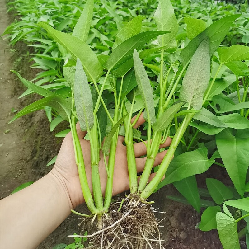 种菜记三叉空心菜种子柳叶空心菜生长速度快纤维少阳台园艺盆栽家庭