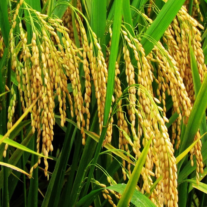 红人迷糯稻糯稻种子珍珠糯米水稻种子高产大穗大粒中糯长粒糯米珍珠易