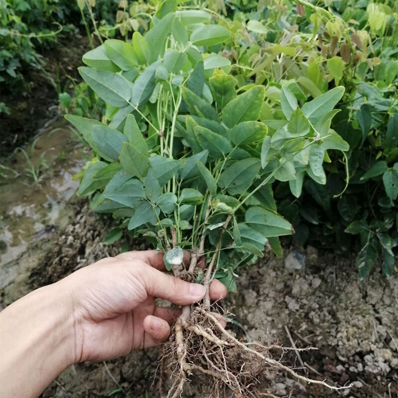 小妮八月瓜果苗八月炸果树苗 爬藤果树当年结果盆栽地栽南北方果 当年