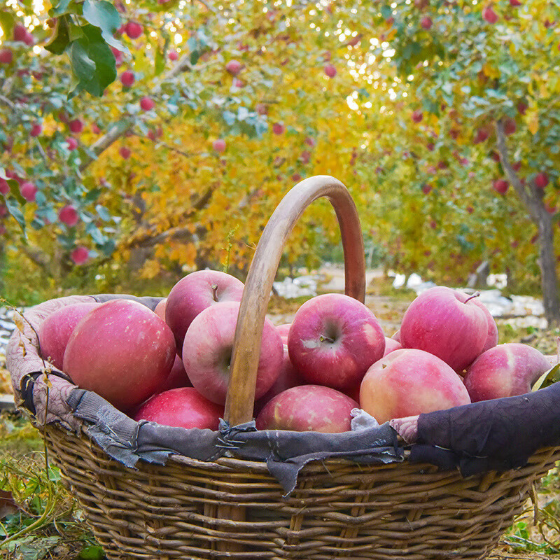 遇见悯农新疆苹果大漠冰糖心脆甜苹果源头直采健康轻食新鲜水果苹果礼盒 新疆冰糖心苹果（净重4.5斤） 严选150g起