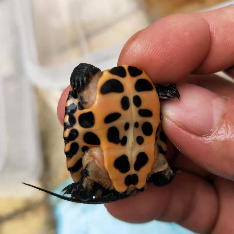 秋颖观赏种杂草龟乌龟家养龟观赏小乌龟龟 2年龟黑杂草二代标准(随机)