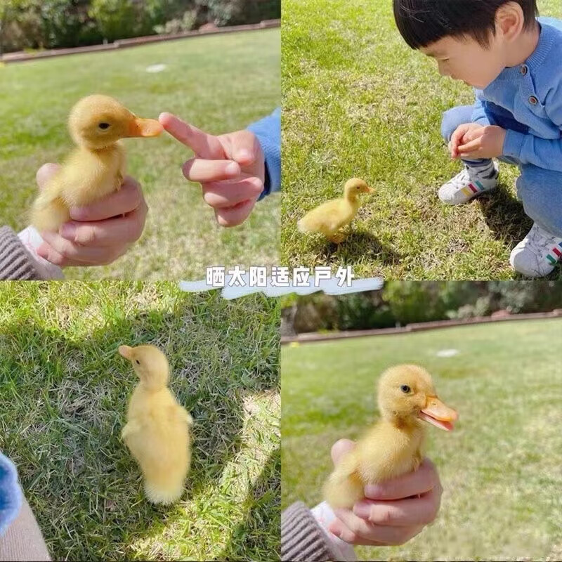 少羽网红柯尔鸭活物宠物鸭子成年白色纯种荷兰可达鸭正宗科尔鸭活体