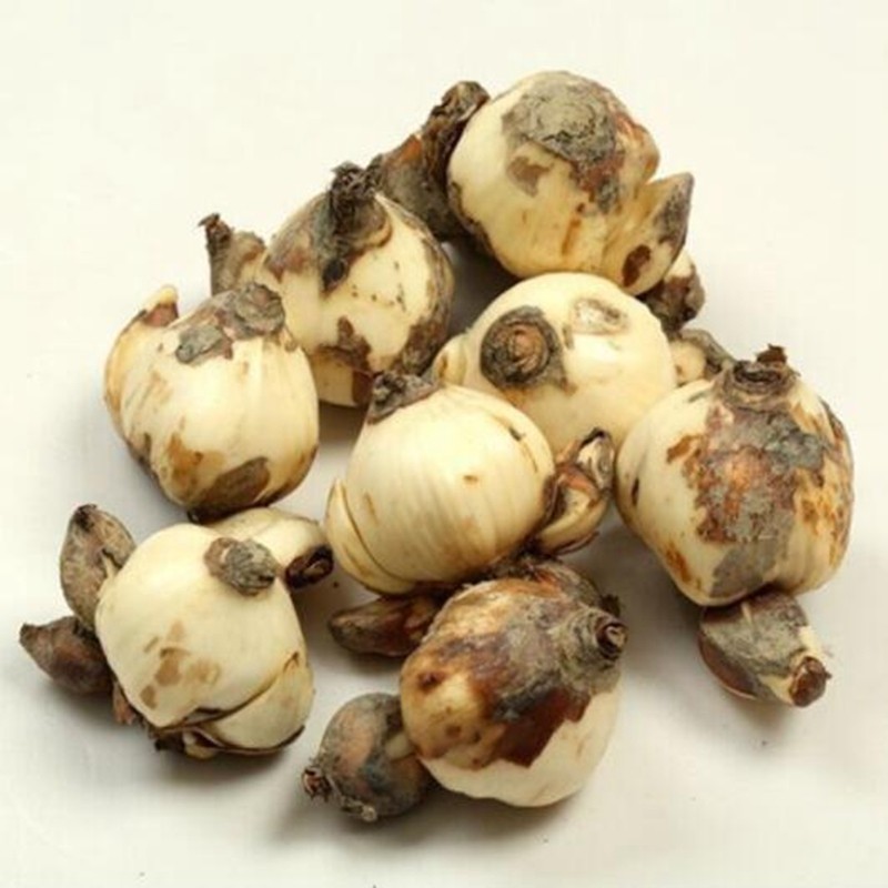 倾颜水仙花种球水培室内花卉水仙花绿植水培花卉盆栽植物洋水仙花卉