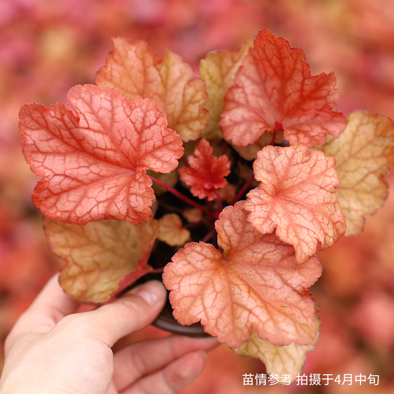 红辣椒 120#简易盆 带盆栽好