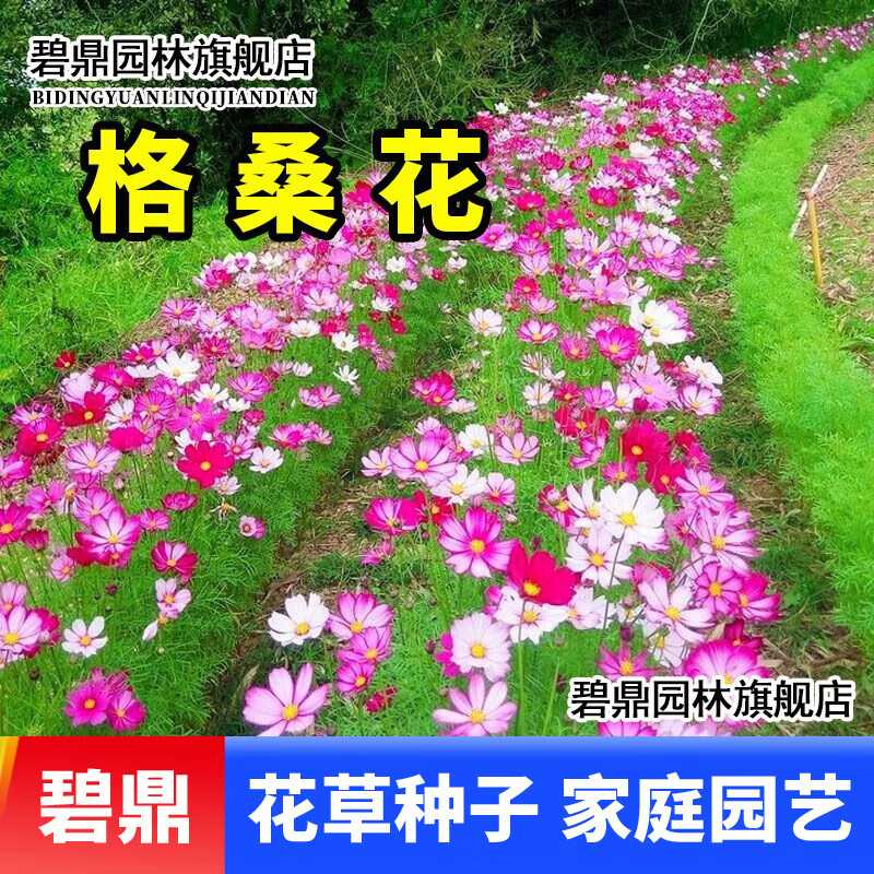 碧鼎波斯菊花籽格桑花四季播种花种子籽室外庭院开花易活野花组合种孑