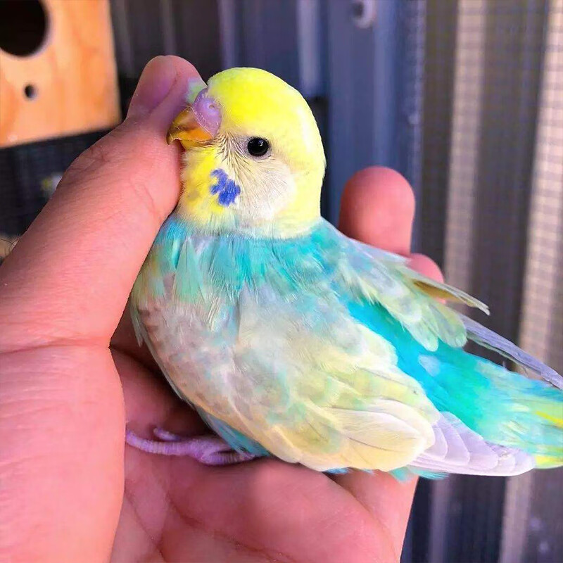 星孟汐玄凤鹦鹉受精蛋种蛋金彩虎皮牡丹鹦鹉蛋人工孵化当天新鲜鸟蛋 