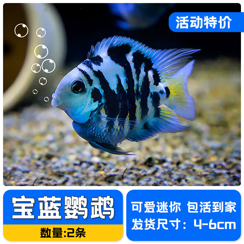 墨一迷你鹦鹉鱼小型观赏鱼活体热带宝蓝白金鹦鹉鱼一对