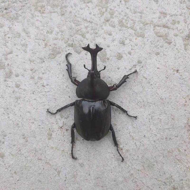 独角仙 甲虫昆虫宠物玩具巨型大甲虫适合新手 【包活】独角仙成虫母虫