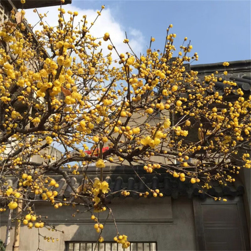 农民老史腊梅树耐寒树苗丛生棒棒糖嫁接素心庭院地栽浓香庭院植物