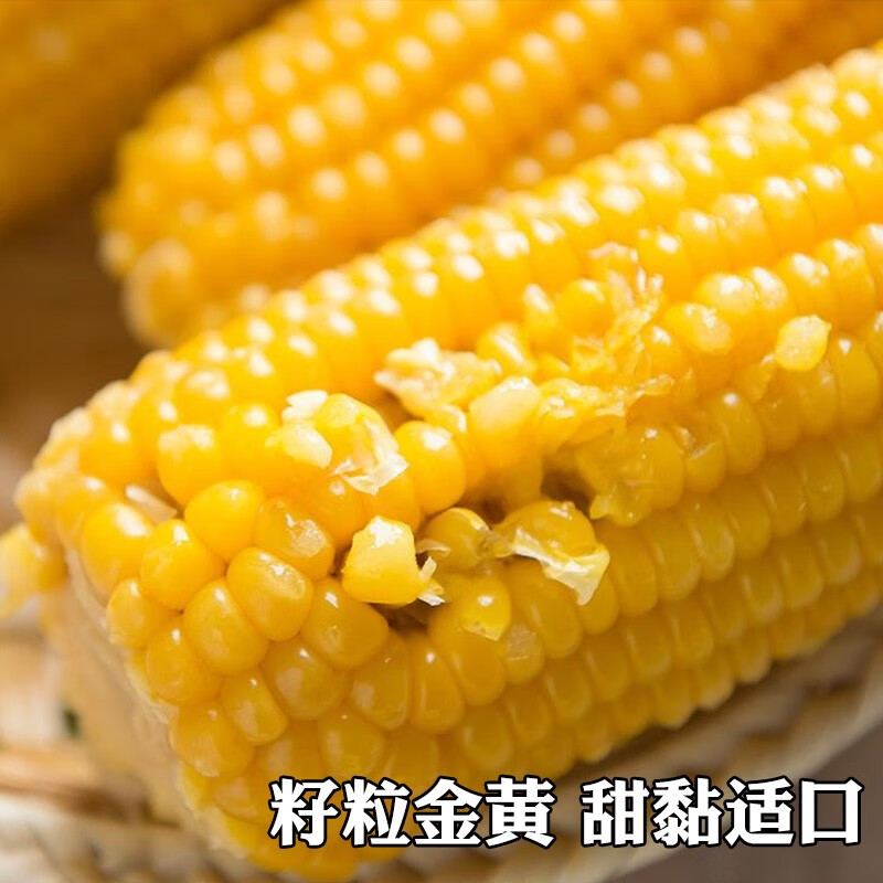 种子可生食四季春季审定鲜食彩甜糯黑糯玉米种籽孑 三保金黄糯100克