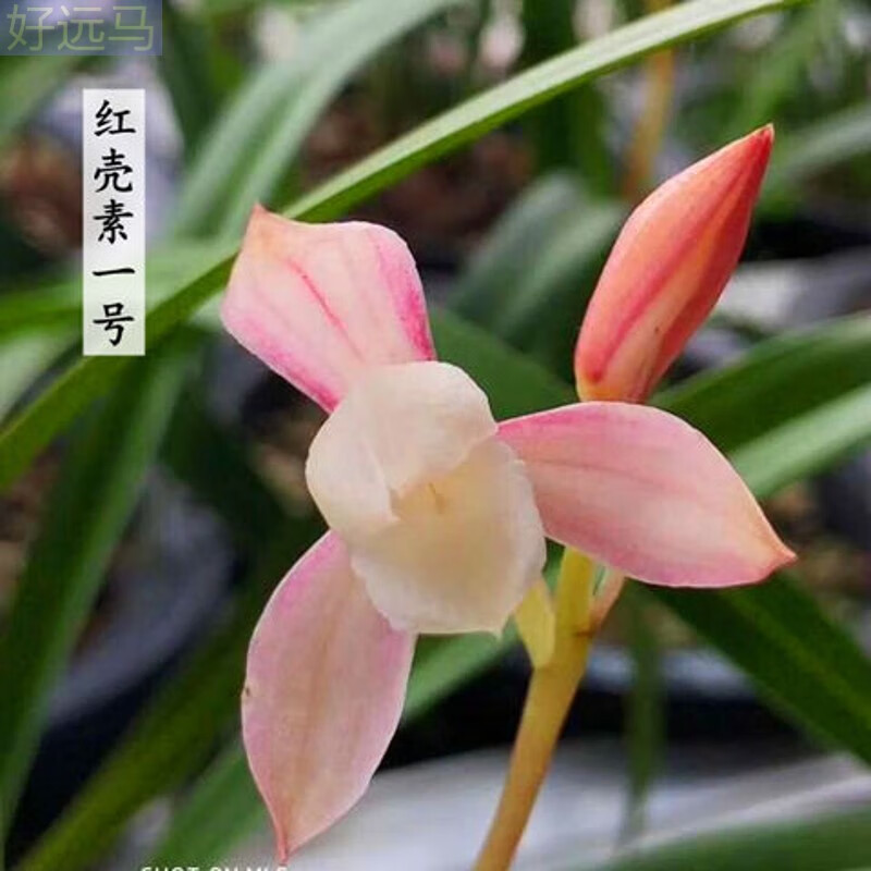 建兰名品:红壳素1号【引种1苗】
