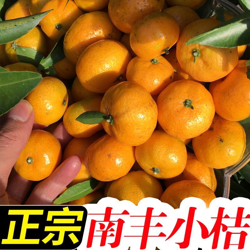 江西南丰蜜桔薄皮超甜贡桔新鲜水果应季沙糖桔小橘子 南丰小桔【5斤
