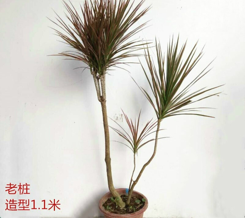 千年木大种子盆栽三色龙血树客厅室内绿植物