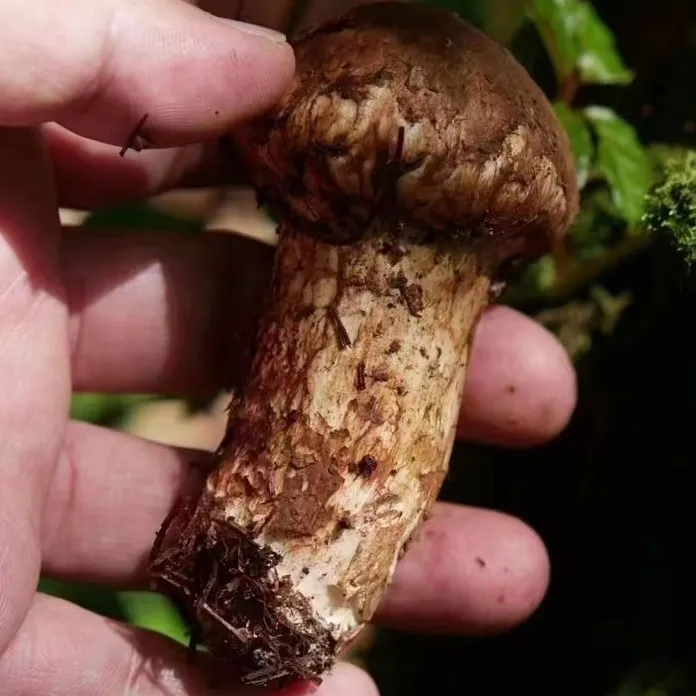 雪山片未开伞菌菇新鲜干货菌 100克