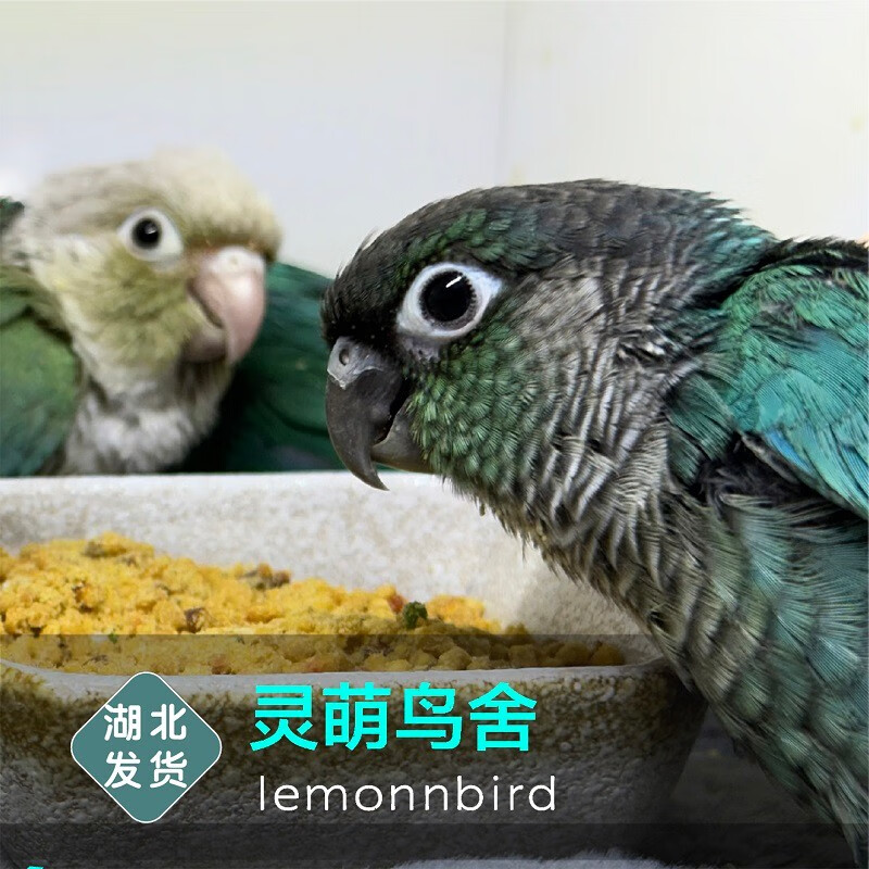 雏鸟活体鹦鹉半毛亲人小太阳鹦鹉黄边凤梨肉桂绿颊活体和尚幼鸟 凤梨