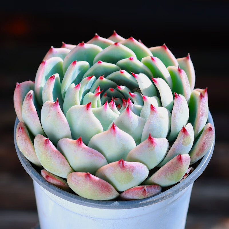 星派果吉多肉水蜜桃吉盆栽多肉绿植花卉组合肉肉 吉娃娃大单头    栽