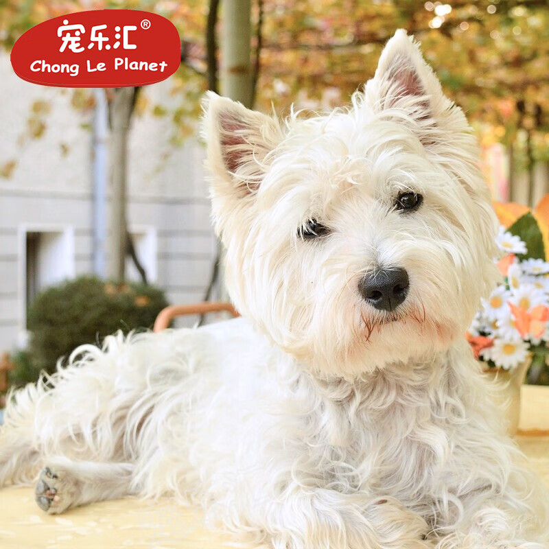 宠乐汇西高地梗犬家养双血统西高地白梗幼犬幼崽纯种宠物狗狗西高地犬