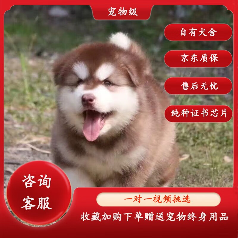 蒂瑞科阿拉斯加幼犬狗活体宠物狗宠物棕色阿拉斯加幼犬狗狗活体雪橇犬