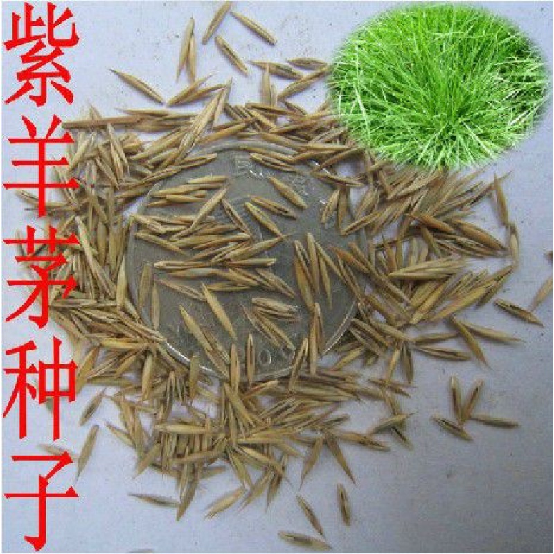 草坪种子 紫羊茅种子 庭院 别墅草坪种子 耐践踏 四季播种草籽百慕大