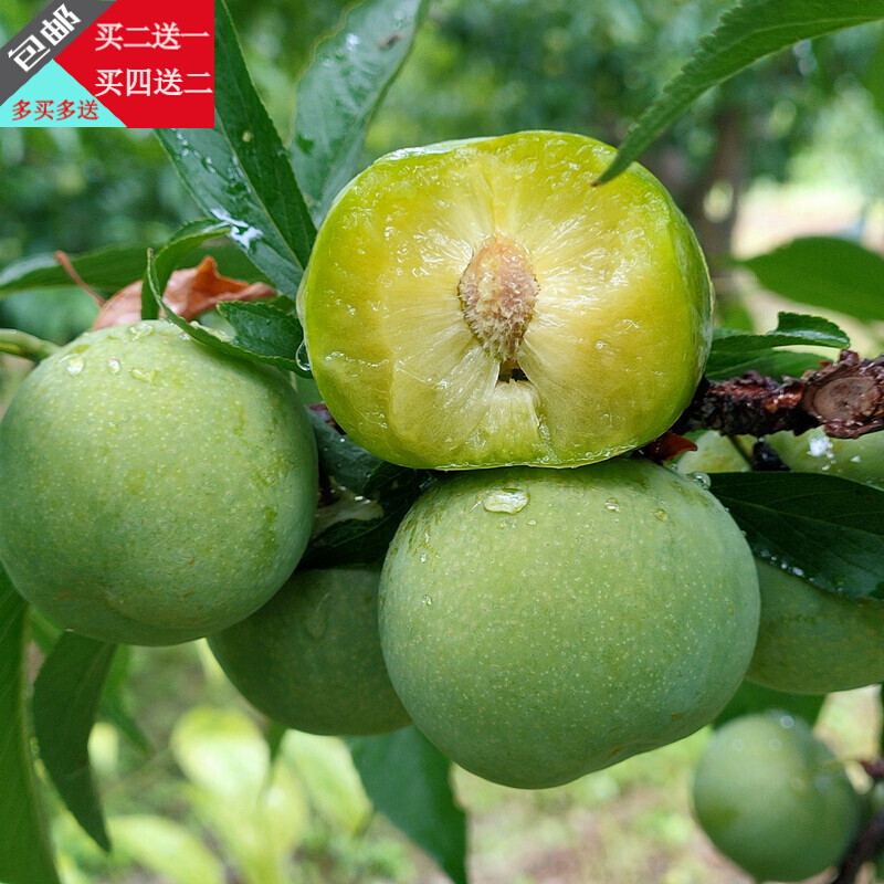 青脆李树苗 蜂糖李子树苗 晚熟三华李酥李苗 脱骨李子苗南北方种植脆
