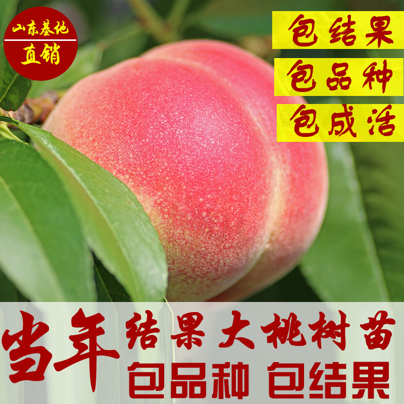 雅兰阁桃树苗黑桃王嫁接苗树苗冬桃新品种水蜜桃桃子树当年结果特大