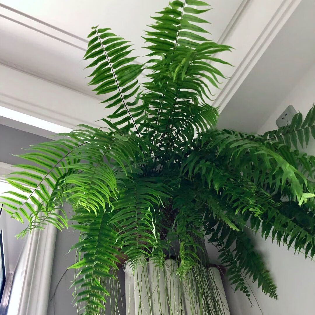 拾爱霸王蕨长叶肾蕨波斯顿蕨大型蕨类植物垂钓水培喜阴热带盆栽绿植