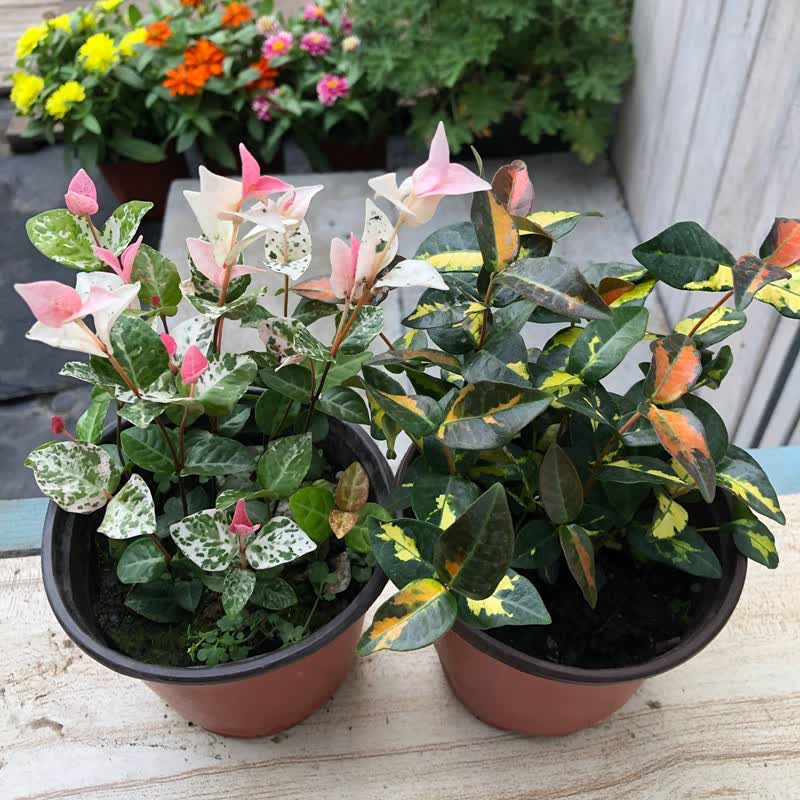 花叶络石花苗盆栽彩叶络石吊兰四季垂吊耐热耐寒植物庭院绿植花卉 花