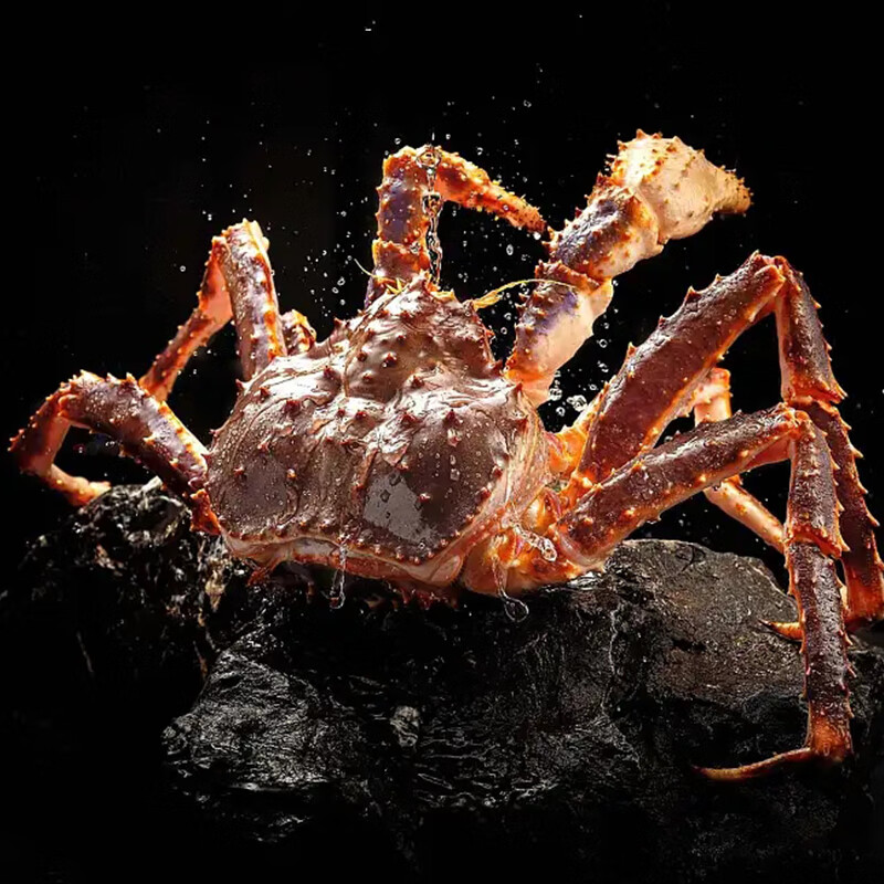 【全网热销】俄罗斯进口帝王蟹鲜活冻帝皇蟹冷冻生蟹大螃蟹海鲜 5.1-5.5斤/只【生冻特大帝王蟹】