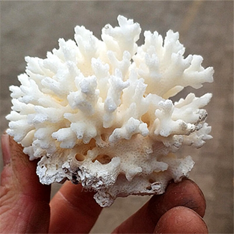 海底石花菜花白珊瑚摆件鱼缸水族箱造景底滤硬化躲避鱼缸石海螺 珊瑚