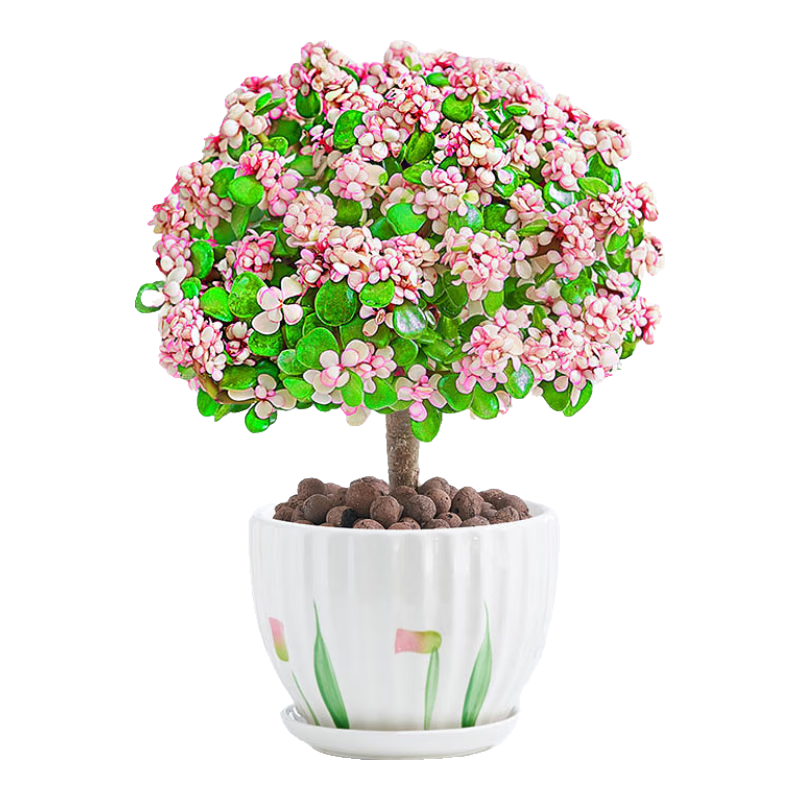 а֦Ҷֲ֮׮ֲ մԴͷֱ