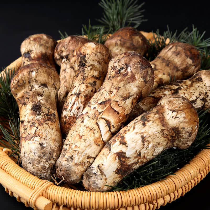 菌妙松茸冰鲜云南香格里拉特产菌松耸500g松茸菌出口级未开伞 【韩标