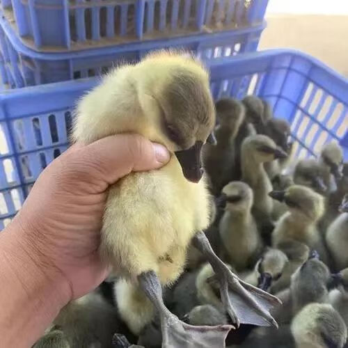 小鹅活正宗大雁鹅一斤大种灰鹅脱温活体马岗狮头鹅包活 雁鹅4 2【发6