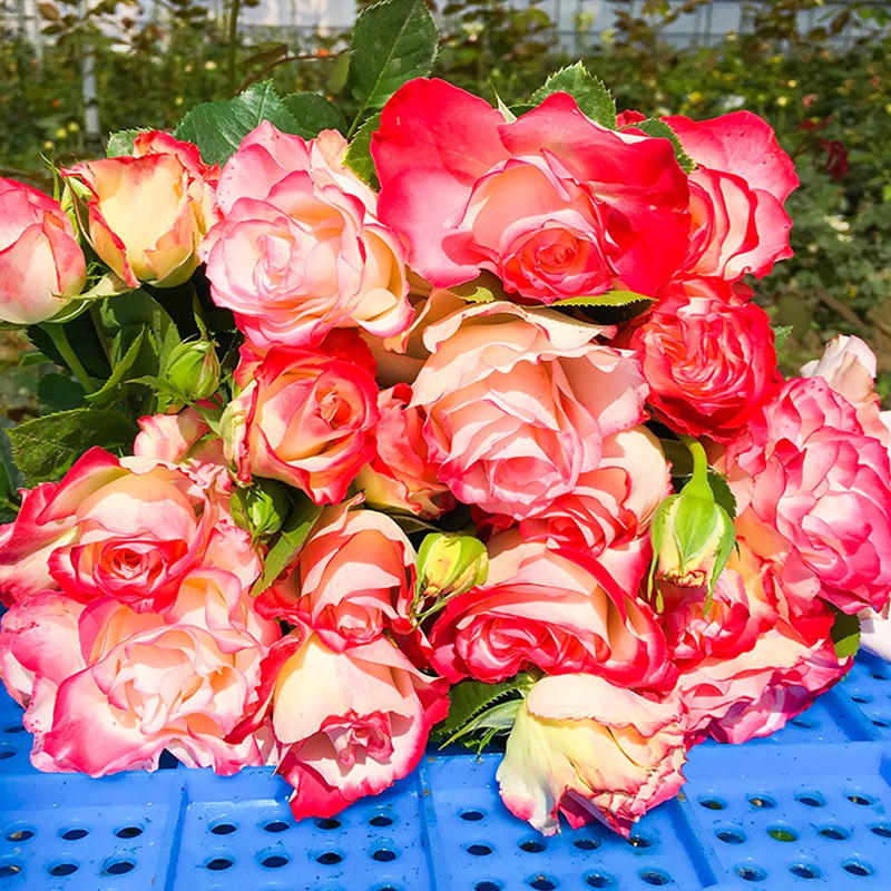 清韵伊人月季花苗树苗当年开花蔷薇花苗爬藤特大花卉盆栽地载庭院爬墙