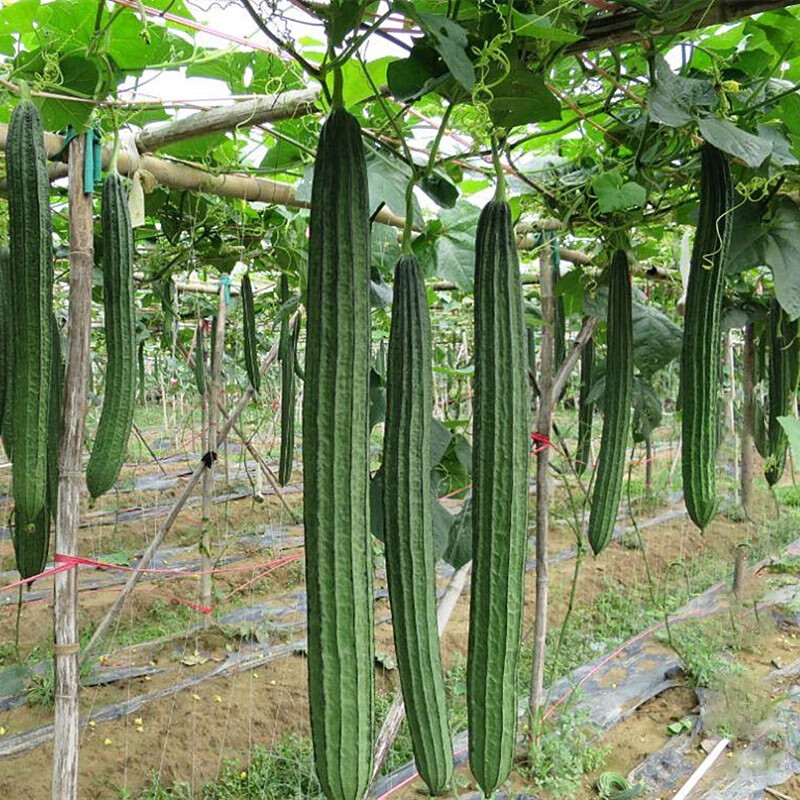 和利农寿甜1号丝瓜20粒装